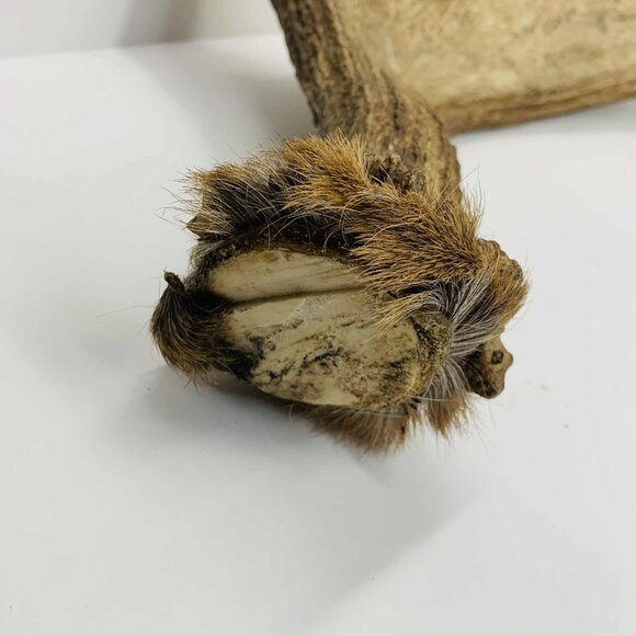 NATURALLY SHED WILD MOOSE ANTLER (HORN, KNIFE, CARVING, CHEW, TAXIDERMY) - Picture 9 of 11